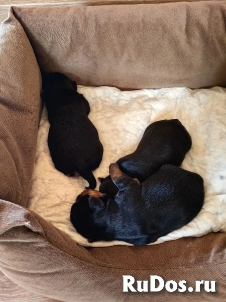 Щенки породы йоркширский терьер изображение 4