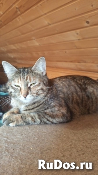 Кошечка Джанни изображение 3