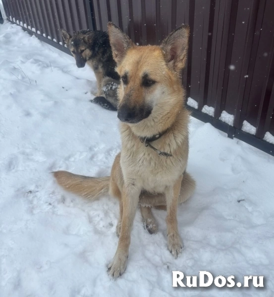 Щенки 6 месяцев помесь ВЕО фотка