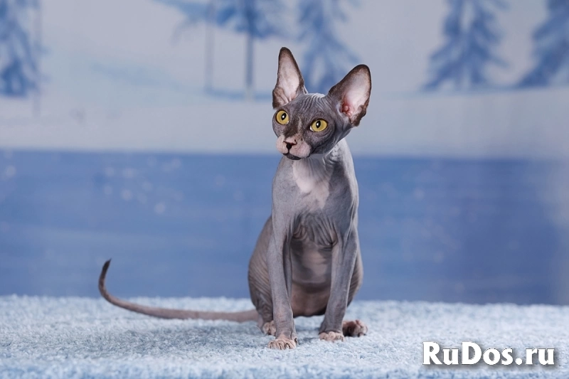 Нежность- Эльф, бамбино, Двэльф или сфинкс. изображение 8