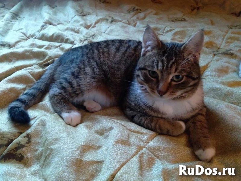 Сеня: без этого кота и жизнь не та! изображение 3