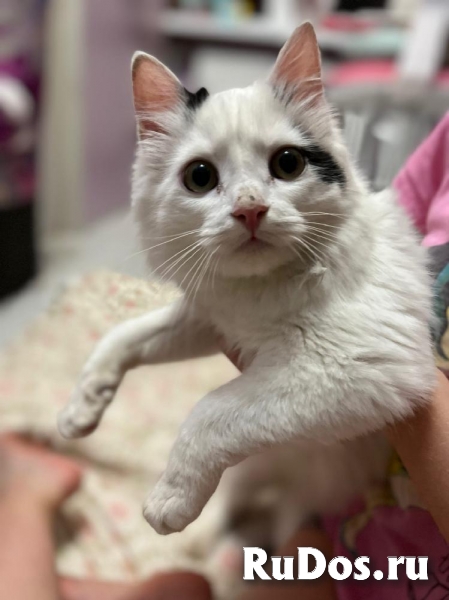 Качественные котята в добрые руки! изображение 7