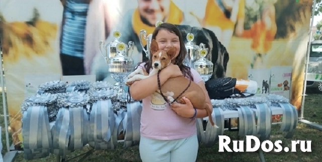 Щенки басенджи изображение 5