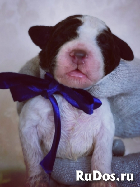 Щенки Лаготто Романьоло изображение 4