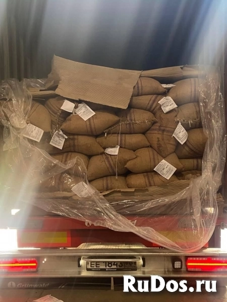 Какао-бобы фото