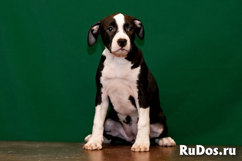Щенки Американского Стафф-терьера изображение 6