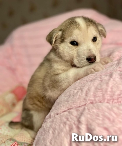 Очаровательный щенок Барни в самые добрые руки! изображение 7