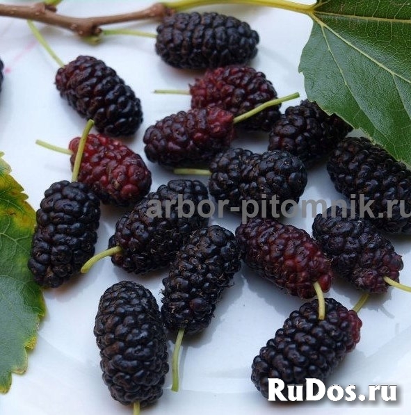 Саженцы шелковицы, шелковица в горшках и в землянном коме с плода изображение 6