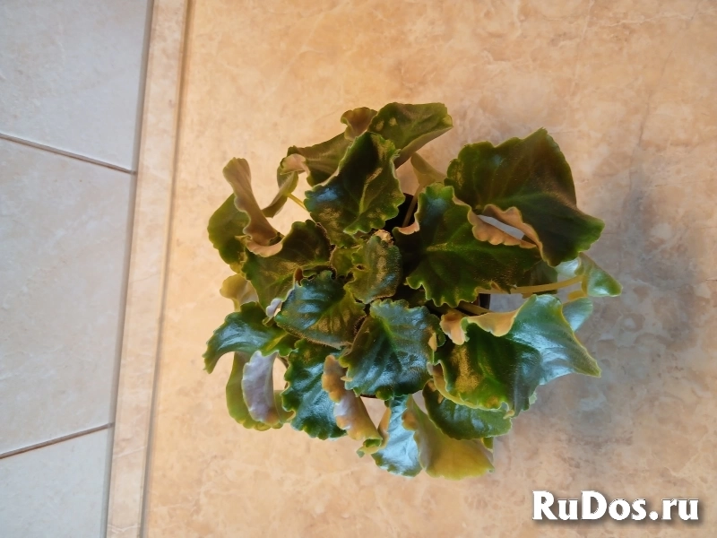 , купить растения изображение 3