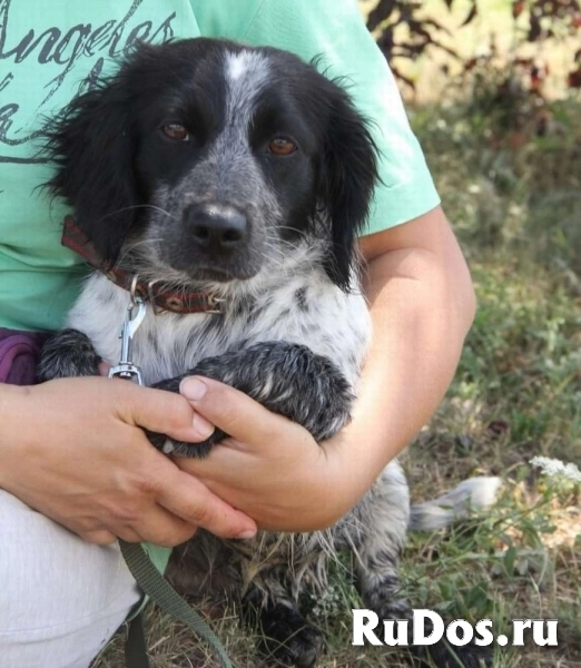 Ищет дом Клара (метис спаниеля)! изображение 3