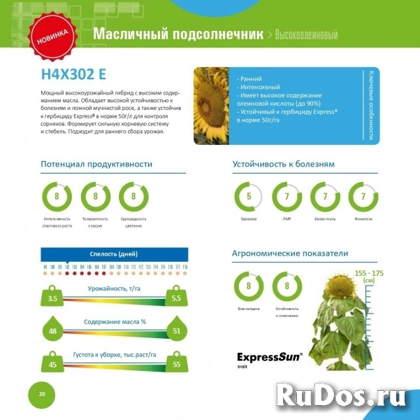 Семена посевного подсолнечника фотка