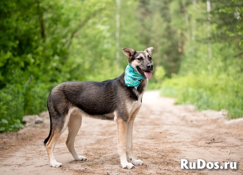 Киви — друг, который умеет быть рядом изображение 5