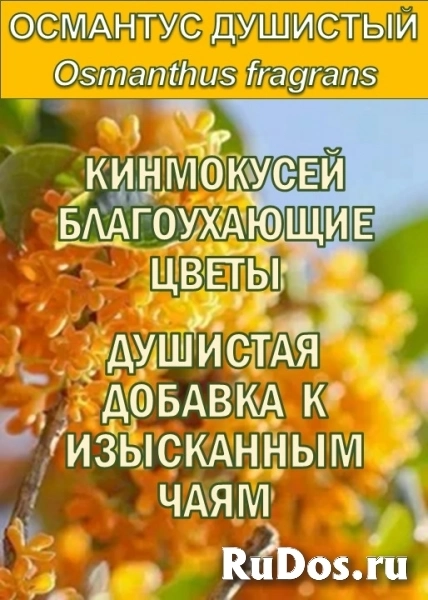 Гидролаты и функциональные купажи ProGynuru — сила тропических растений для здоровья и красоты. изображение 8