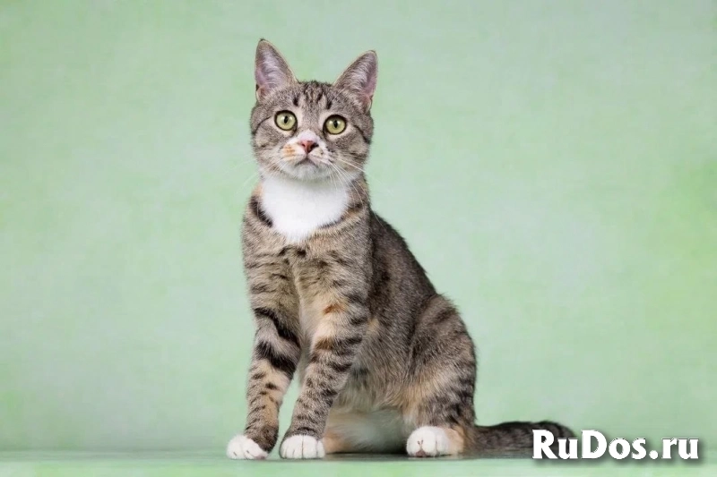 Котенок Грейси — ласковое чудо в поисках дома! фотка