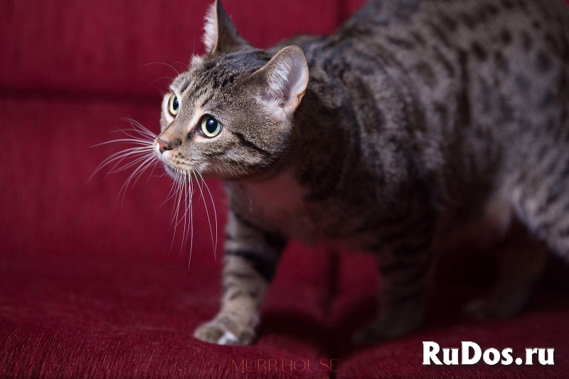 Красивая кошечка мечтает о хозяине изображение 3