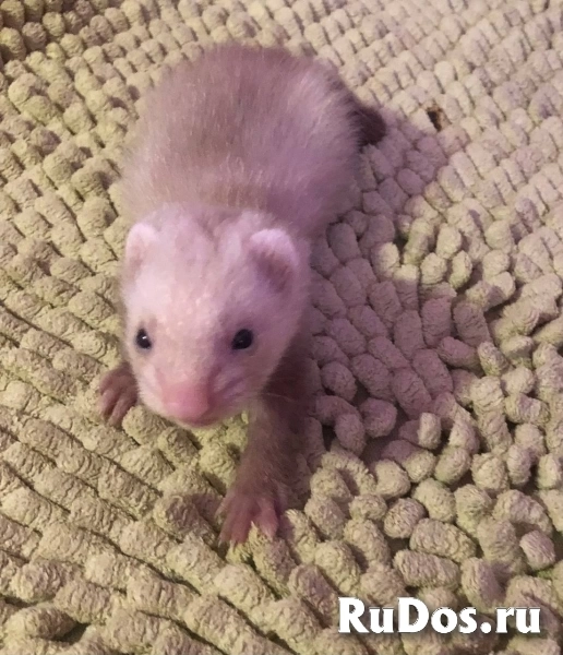 Продаю хорьков изображение 6