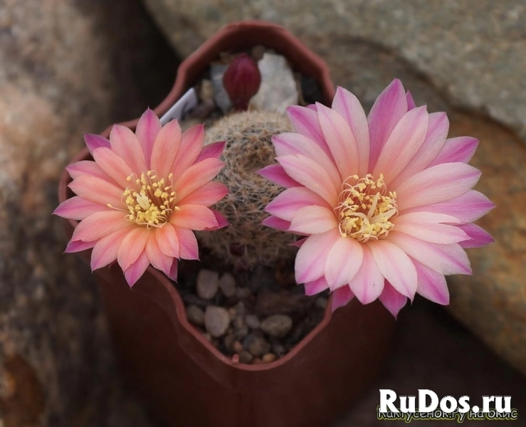 , купить растения фотка