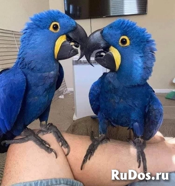 Гиацинтовый ара (Anodorhynchus hyacinthinus) - птенцы выкормыши фото