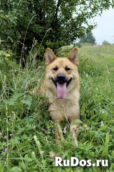 Рич - метис акиты и овчарки ищет дом! изображение 5