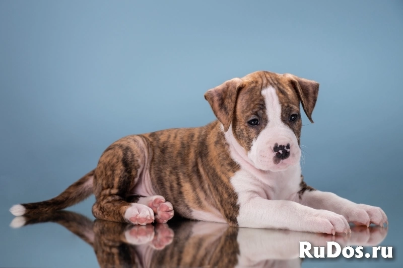Красивые мальчики и девочки Амстаффтерьера 2 месяца ркф изображение 8