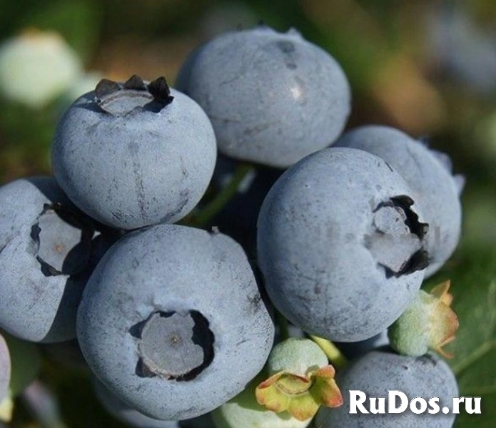 Саженцы голубики из питомника с доставкой и посадкой изображение 8