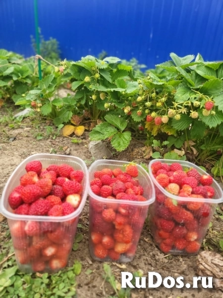 Красноярск Березовский район пгт. Семья ул. Малиновая 31 изображение 11