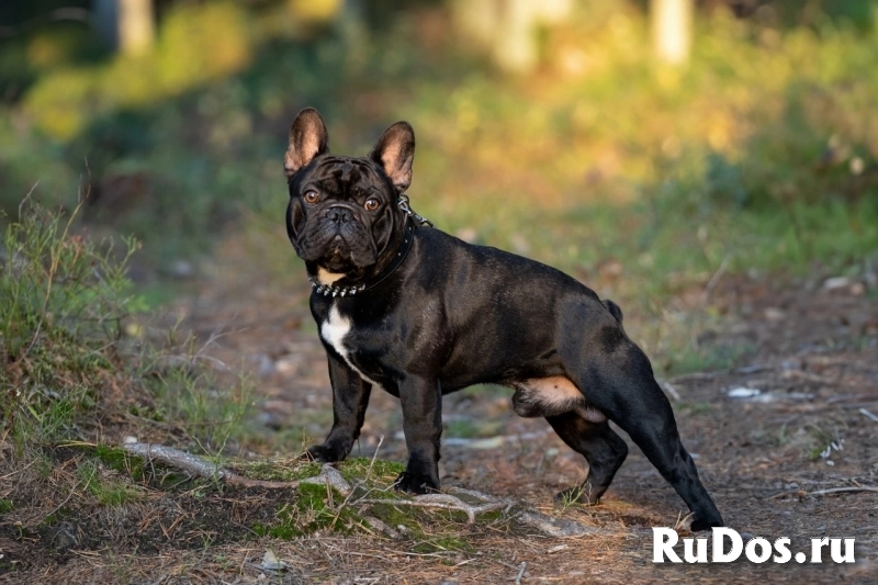 Французский бульдог очень дружелюбный и воспитанный парень готов для вязки! фотка