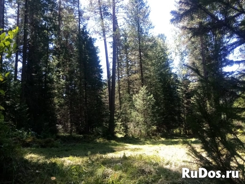 Продаются участки под турбизнес на Алтае возле Телецкого озера изображение 8