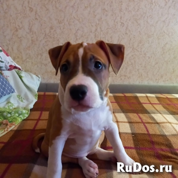 Рыжие  девочки Амстаффтерьера ркф изображение 7
