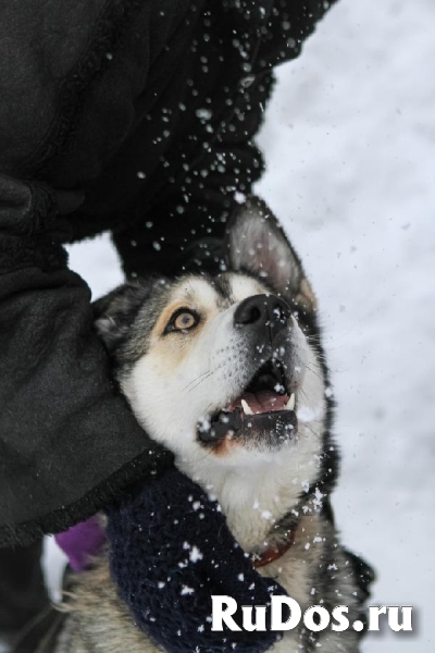 Ищет дом Красавица и Умница – НОЛА, что значит Победительница! изображение 6