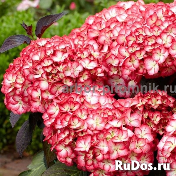 Саженцы гортензий в Москве, купить гортензии в горшках (ЗКС) в п изображение 5