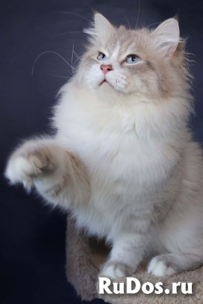 Котята Невской маскарадной кошки изображение 3