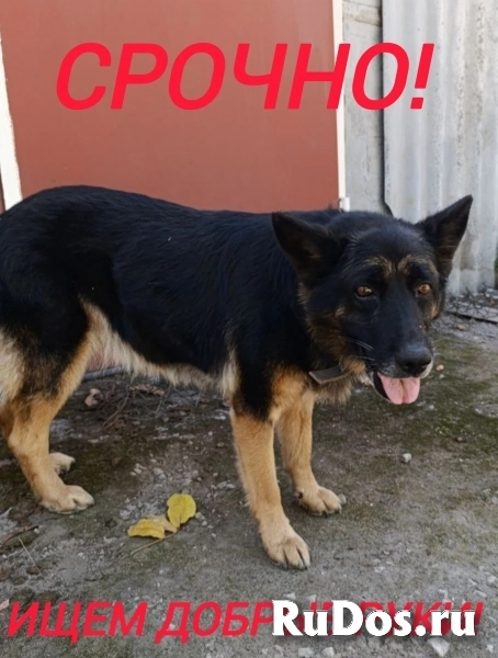 Срочно ищем новый дом для собаки фото
