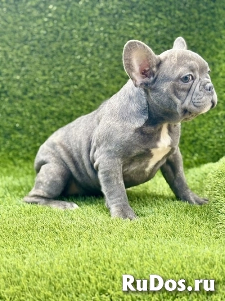 Французский бульдог изображение 5