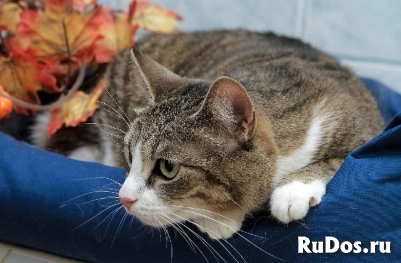 Лилу - кошка в поисках дома изображение 5