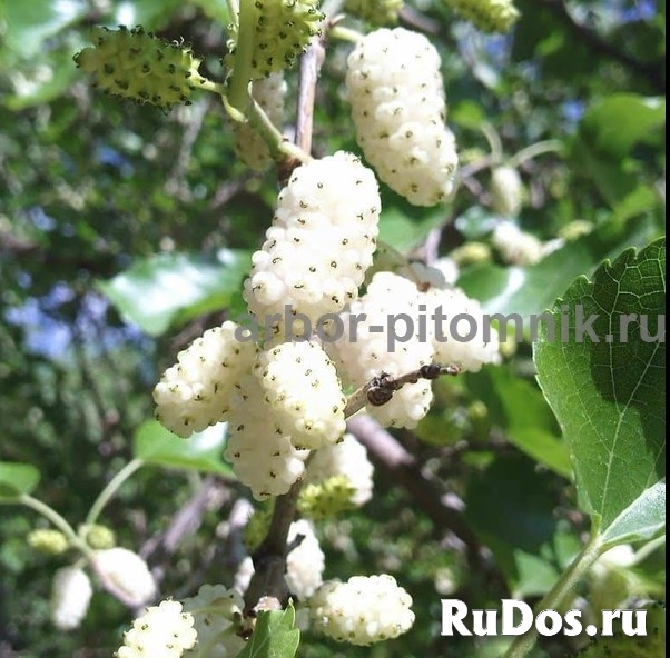 Саженцы шелковицы, шелковица в горшках и в землянном коме с плода изображение 3