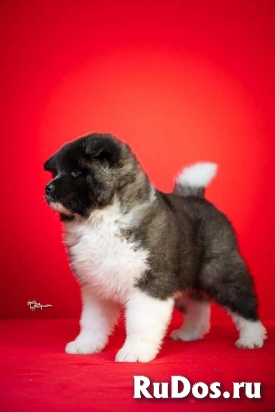 Американская акита изображение 5