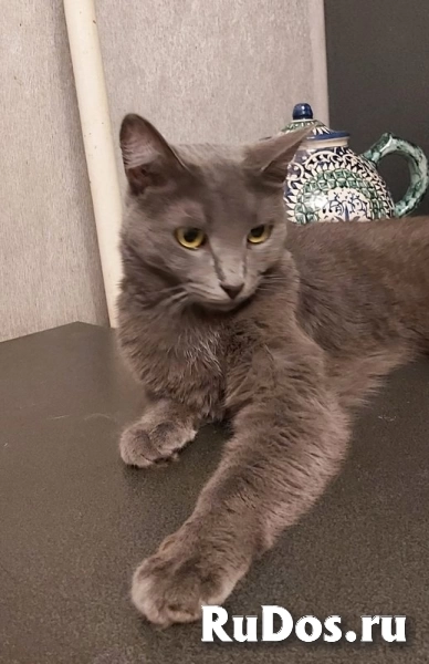 Дымка, русская голубая в добрые руки. изображение 3