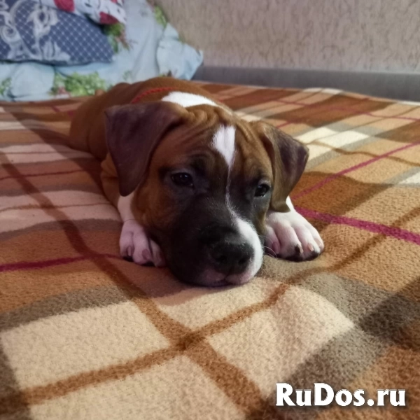 Рыжие  девочки Амстаффтерьера ркф изображение 5
