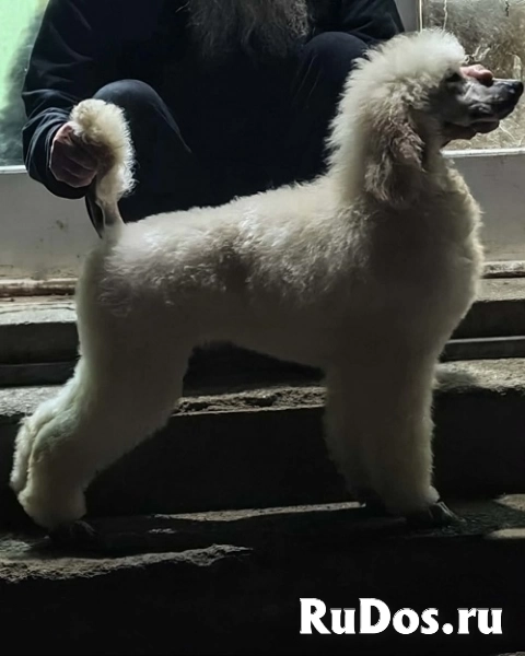 Лучший помет крупных пуделей изображение 7