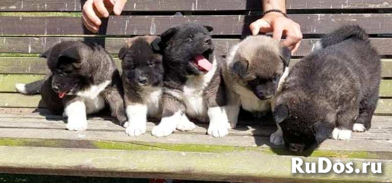 Американская Акита, щенки изображение 5