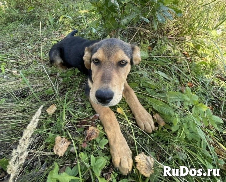 Два очаровательных дворянина и их мама ищут дом изображение 5