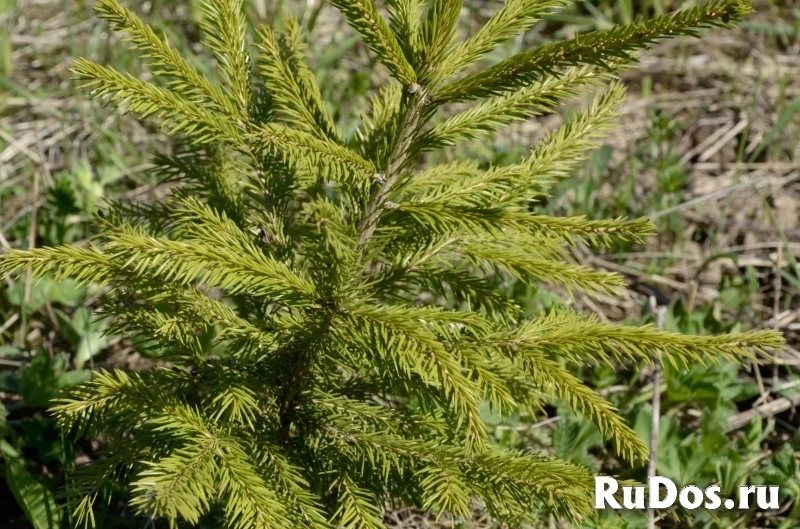 Участок близ Истринского водохранилища изображение 6