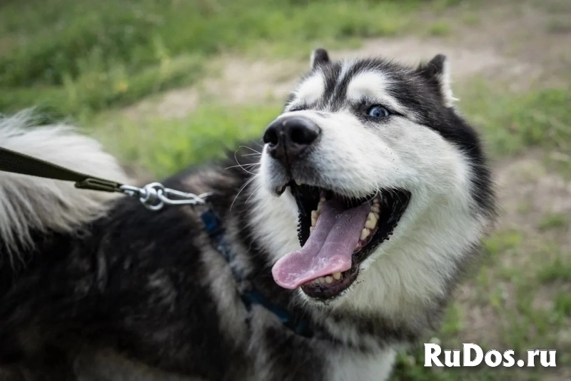 Харизматичный хаски по имени Борис ищет своего человека! изображение 4