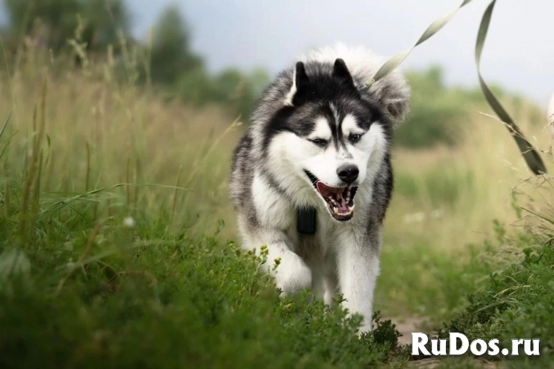 Харизматичный хаски по имени Борис ищет своего человека! изображение 3