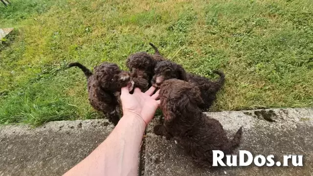 Щенки лагото романьоло изображение 7