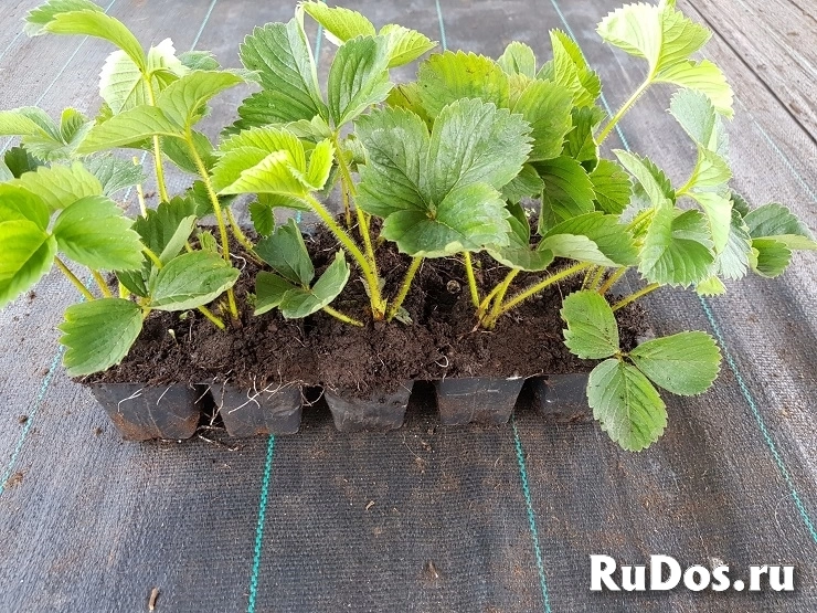 Рассада клубники фото