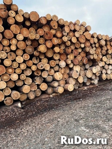 Круглый лес сосна и лиственница изображение 4