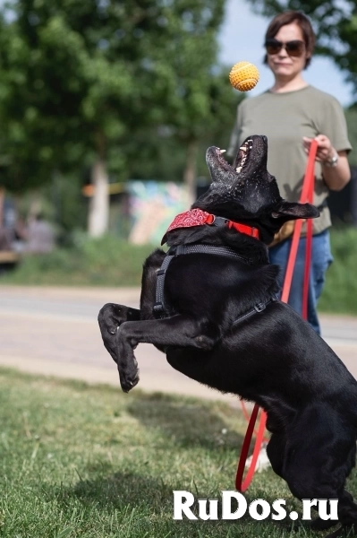 Дружелюбный Неро ищет дом и семью! изображение 9