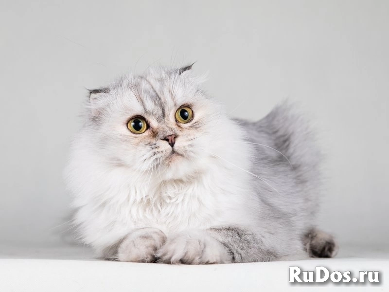 Красавица Айси – пушистая вислоушка. фотка